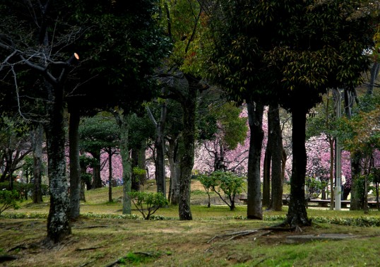 sakura20110410.jpg